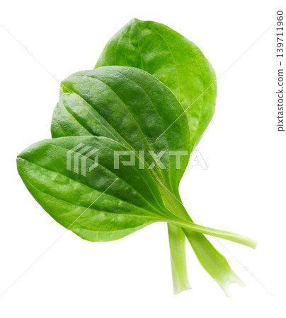 Fresh plantain leaves isolated on white background. Plantago major herb. Medicinal green leaves for traditional medicine. Clipping path. Fresh plantain leaves isolated on white background. Plantago major herb. Medicinal green leaves for traditional medicine. Clipping path. 139711960