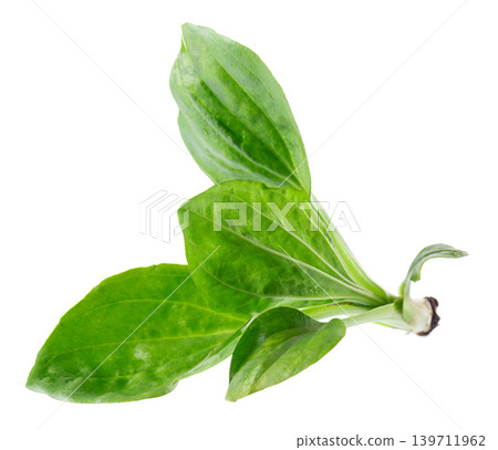 Fresh plantain leaves isolated on white background. Plantago major, green medicinal herb, healing plant foliage. Clipping path. Fresh plantain leaves isolated on white background. Plantago major, green medicinal herb, healing plant foliage. Clipping path. 139711962