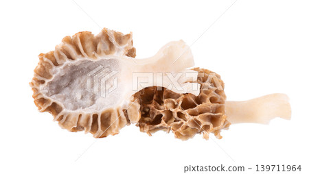 Morel mushroom isolated on white background. Morchella esculenta. Spring edible fungi. Clipping path. 139711964