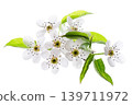 Pear tree blossoms isolated on white background. Branch of flowering pear with white flowers and green leaves in spring. Clipping path. 139711972