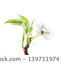Pear tree blossoms isolated on white background. Branch of flowering pear with white flowers and green leaves in spring. Clipping path. 139711974