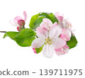 Spring apple blossom isolated on white background. Branch of flowering apple tree with pink and white flowers and green leaves. Clipping path. 139711975