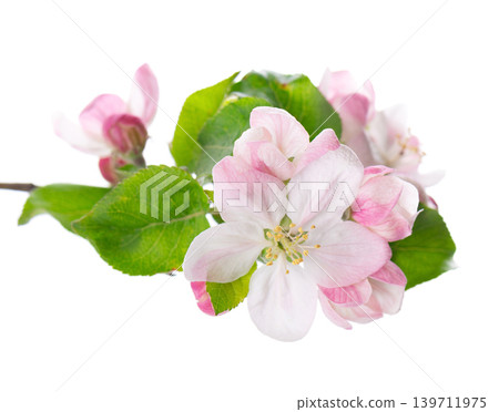 Spring apple blossom isolated on white background. Branch of flowering apple tree with pink and white flowers and green leaves. Clipping path. Spring apple blossom isolated on white background. Branch of flowering apple tree with pink and white flowers and green leaves. Clipping path. 139711975