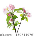 Spring apple blossom isolated on white background. Branch of flowering apple tree with pink and white flowers and green leaves. Clipping path. 139711976