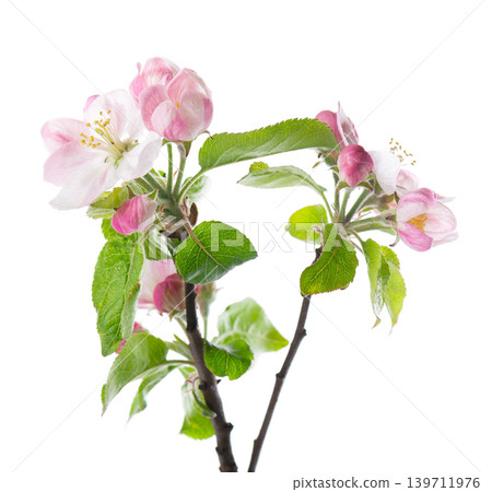 Spring apple blossom isolated on white background. Branch of flowering apple tree with pink and white flowers and green leaves. Clipping path. Spring apple blossom isolated on white background. Branch of flowering apple tree with pink and white flowers and green leaves. Clipping path. 139711976