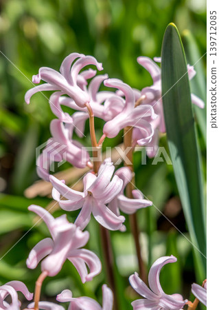 Hyacinths swaying in the spring breeze Hyacinths swaying in the spring breeze 139712085