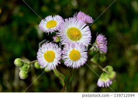 Hallion flowers Hallion flowers 139712094
