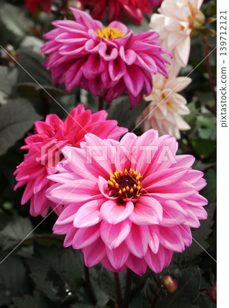 Dahlia flower Dahlia flower 139712121