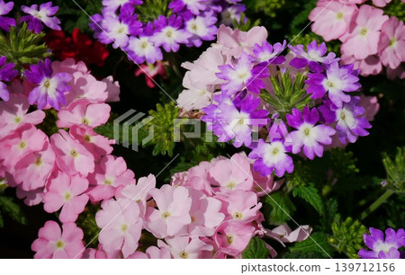 Verbena Verbena 139712156