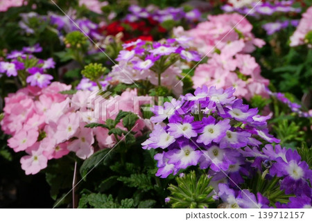 Verbena Verbena 139712157