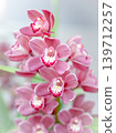 Cymbidium 139712257