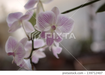A close-up of a purple phalaenopsis orchid blooming during the day. A close-up of a purple phalaenopsis orchid blooming during the day. 139712487