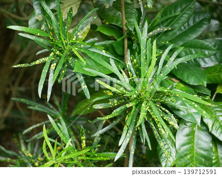 Acacia variegata Acacia variegata 139712591