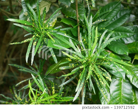 Acacia variegata Acacia variegata 139712592