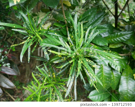 Acacia variegata Acacia variegata 139712593