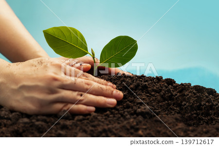 Hands planting young green plant in soil Hands planting young green plant in soil 139712617