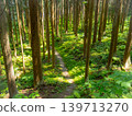 Forest road where light shines 139713270