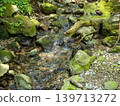 moss-covered rock 139713272