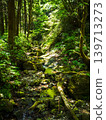 A creek in the forest where the sun shines through the trees 139713273