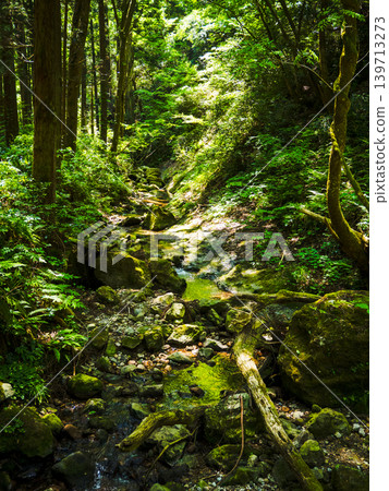 A creek in the forest where the sun shines through the trees A creek in the forest where the sun shines through the trees 139713273