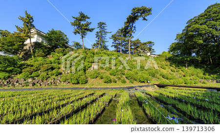 Odawara Castle Ruins in Early Summer Odawara Castle Ruins in Early Summer 139713306