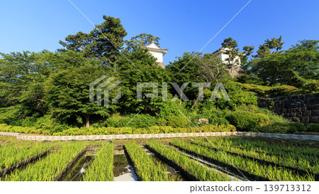 初夏的小田原城遺址 初夏的小田原城遺址 139713312