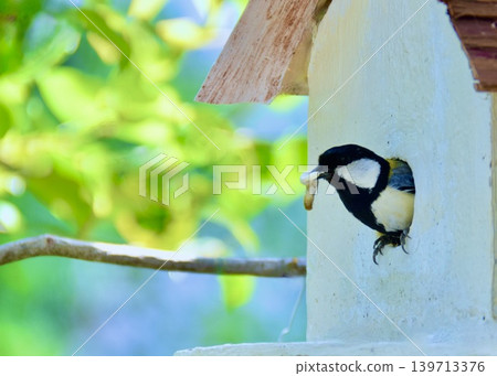 鳥巢很乾淨。鳥爸鳥媽飛去清理雛鳥的糞便。 139713376