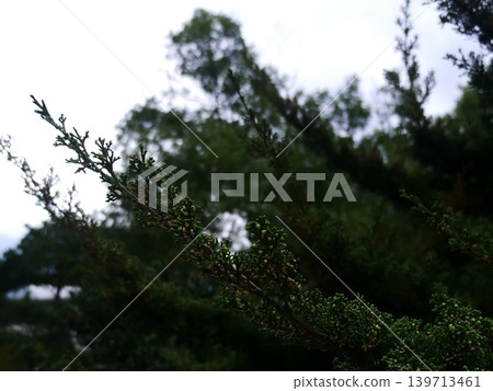 Coniferous plant Coniferous plant 139713461