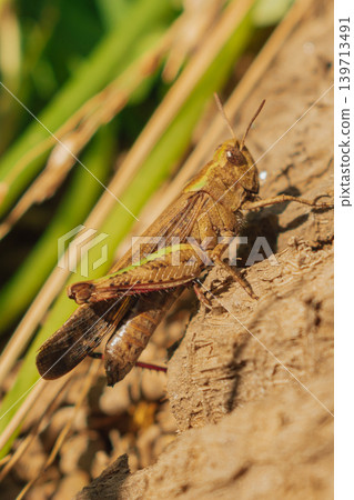 Large green grasshopper sitting on plant stem, macro shot of big locust in natural habitat, entomology and wildlife biodiversity concept Large green grasshopper sitting on plant stem, macro shot of big locust in natural habitat, entomology and wildlife biodiversity concept 139713491
