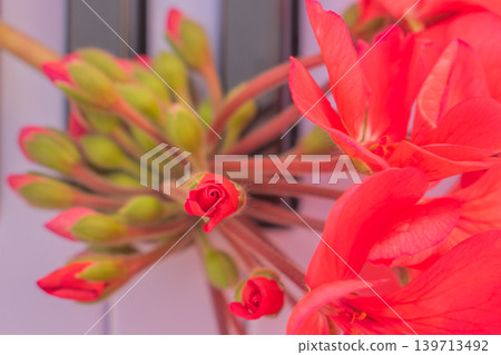 Fresh geranium flowers on piano keys, close up of red pelargonium blossoms on musical instrument keyboard, romantic atmosphere and song inspiration concept Fresh geranium flowers on piano keys, close up of red pelargonium blossoms on musical instrument keyboard, romantic atmosphere and song inspiration concept 139713492