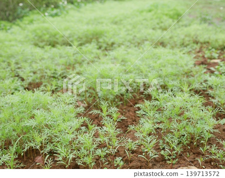 Cosmos seedlings Cosmos seedlings 139713572