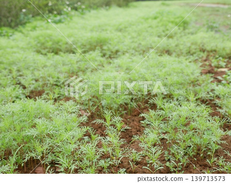 Cosmos seedlings Cosmos seedlings 139713573