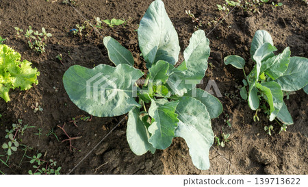 Beautiful cauliflower plantation field with rows of fresh green crops under blue sky. Beautiful cauliflower plantation field with rows of fresh green crops under blue sky. 139713622