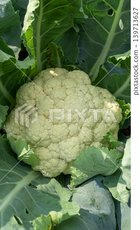 Beautiful cauliflower plantation field with rows of fresh green crops under blue sky. 139713627