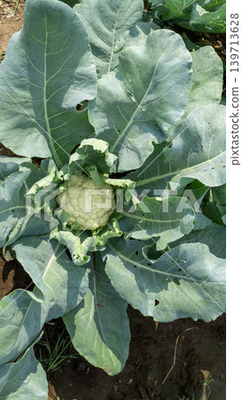 Beautiful cauliflower plantation field with rows of fresh green crops under blue sky. 139713628