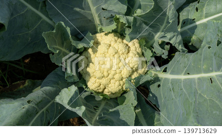 Beautiful cauliflower plantation field with rows of fresh green crops under blue sky. 139713629