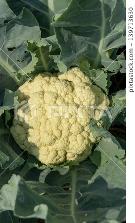 Beautiful cauliflower plantation field with rows of fresh green crops under blue sky. 139713630