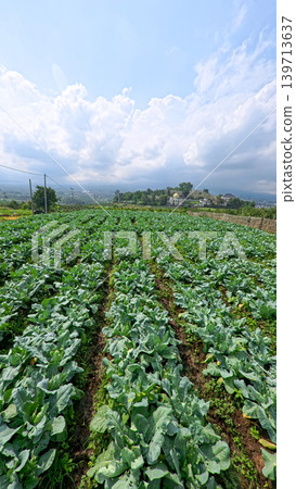 Beautiful cauliflower plantation field with rows of fresh green crops under blue sky. Beautiful cauliflower plantation field with rows of fresh green crops under blue sky. 139713637