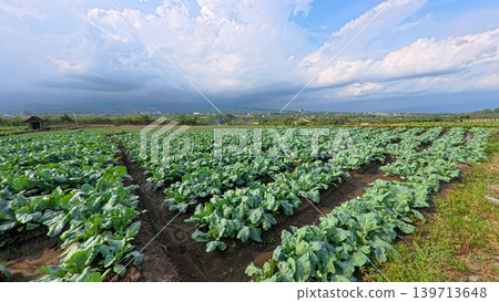 Beautiful cauliflower plantation field with rows of fresh green crops under blue sky. 139713648