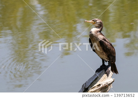 A young cormorant stands on a tree stump by the water's edge. A young cormorant stands on a tree stump by the water's edge. 139713652