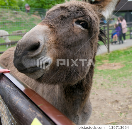 Close-up portrait of a friendly brown donkey looking at the camera Close-up portrait of a friendly brown donkey looking at the camera 139713664