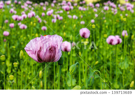 Close up of a pink poppy flower growing in a meadow filled with softly blurred poppies and green stems. Selective focus Close up of a pink poppy flower growing in a meadow filled with softly blurred poppies and green stems. Selective focus 139713689