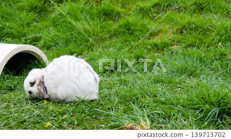 Cute white Dutch rabbit sitting on green grass. Cute white Dutch rabbit sitting on green grass. 139713702