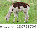 Fluffy White and Brown Alpaca on the Grass 139713706