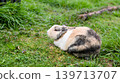 Fluffy calico bunny resting on a lush green lawn on a sunny day 139713707