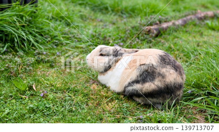 Fluffy calico bunny resting on a lush green lawn on a sunny day Fluffy calico bunny resting on a lush green lawn on a sunny day 139713707