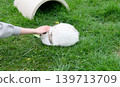 Human hand petting a fluffy calico domestic bunny outdoors in the garden 139713709