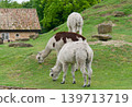 White and brown alpacas in an outdoor animal park habitat 139713719