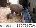 Capybara Family with Baby in Barn Enclosure 139713720