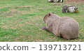 Capybara chilling in the park 139713721